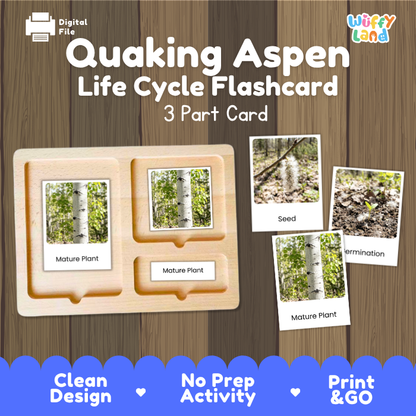 Quaking Aspen Life Cycle Flashcards | 3 Part Cards Montessori Science Activity