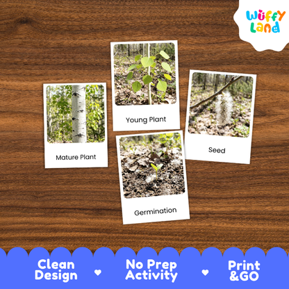 Quaking Aspen Life Cycle Flashcards | 3 Part Cards Montessori Science Activity