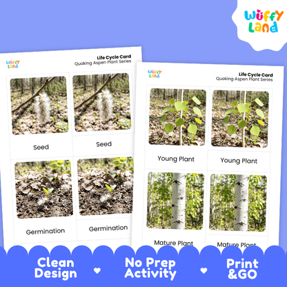Quaking Aspen Life Cycle Flashcards | 3 Part Cards Montessori Science Activity