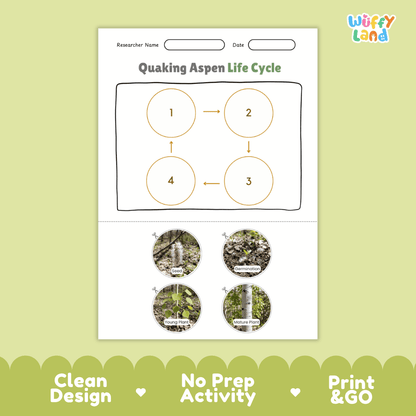 Quaking Aspen Life Cycle Poster and Cut and Paste Activity Worksheet