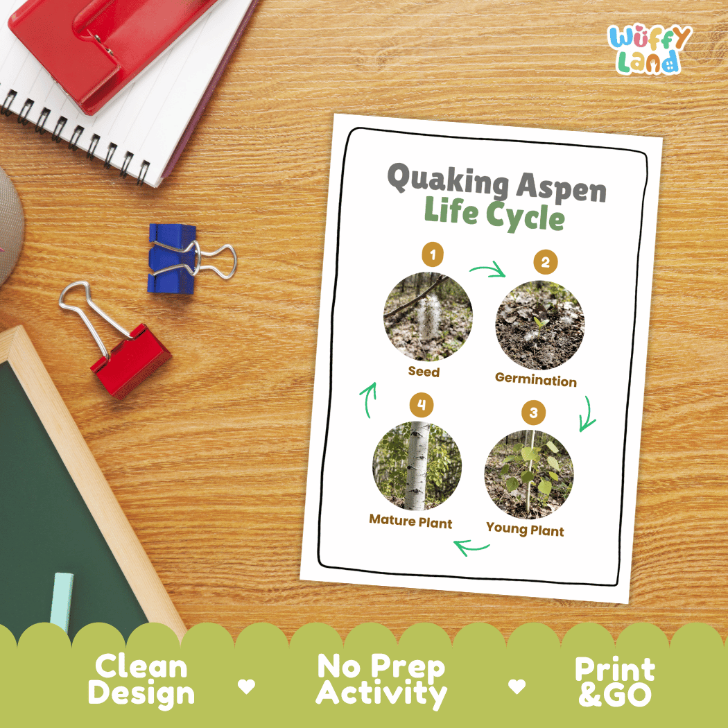 Quaking Aspen Life Cycle Poster and Cut and Paste Activity Worksheet
