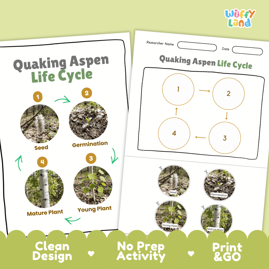 Quaking Aspen Life Cycle Poster and Cut and Paste Activity Worksheet