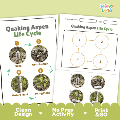 Quaking Aspen Life Cycle Poster and Cut and Paste Activity Worksheet