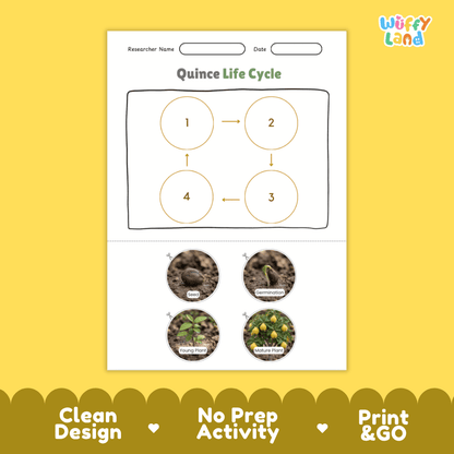 Educational reference chart poster showing the 4 stages of the quince life cycle from seed and germination to young seedling and mature fruit tree