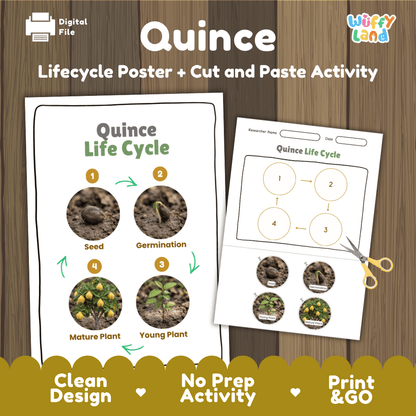 Quince tree plant life cycle educational poster and cut and paste printable sequencing activity featuring real photos for elementary science