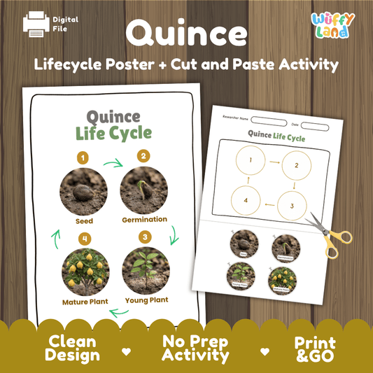 Quince tree plant life cycle educational poster and cut and paste printable sequencing activity featuring real photos for elementary science