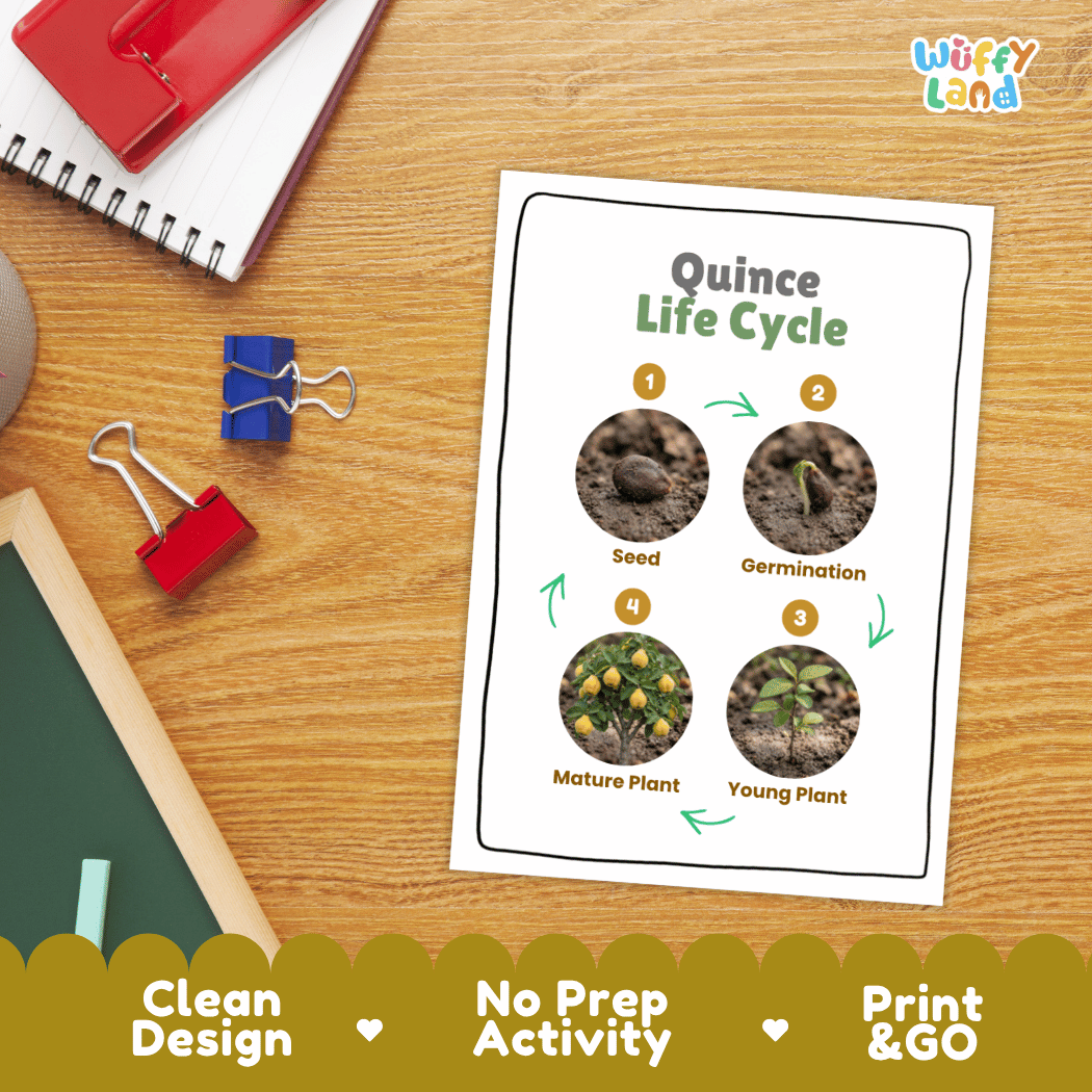 Hands-on cut and paste science worksheet with numbered circular slots for students to sequence real photo stages of a quince tree