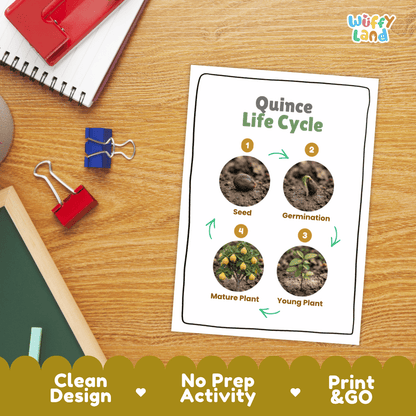 Hands-on cut and paste science worksheet with numbered circular slots for students to sequence real photo stages of a quince tree