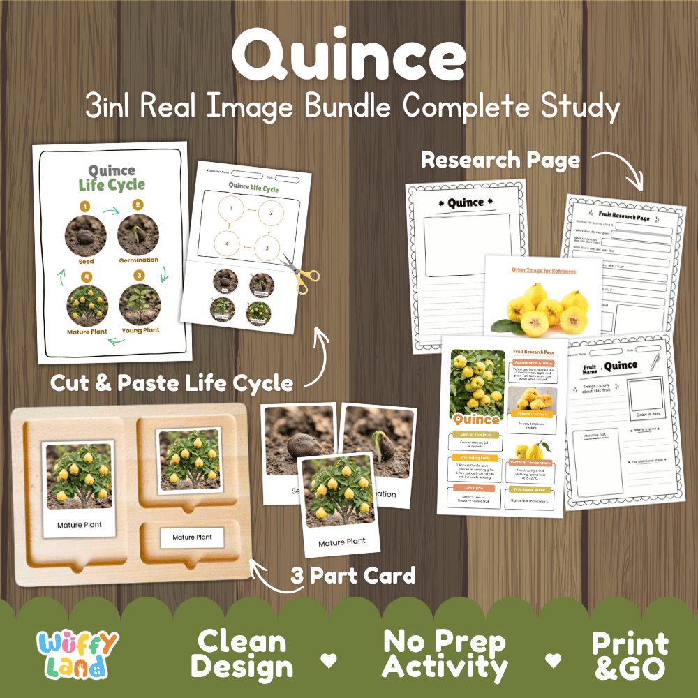 Quince tree life cycle 3in1 real image bundle complete study overview featuring cut and paste worksheets, Montessori 3-part cards, and research pages from Wuffy Land 🍐🌱