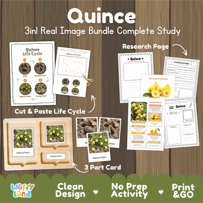 Quince tree life cycle 3in1 real image bundle complete study overview featuring cut and paste worksheets, Montessori 3-part cards, and research pages from Wuffy Land 🍐🌱