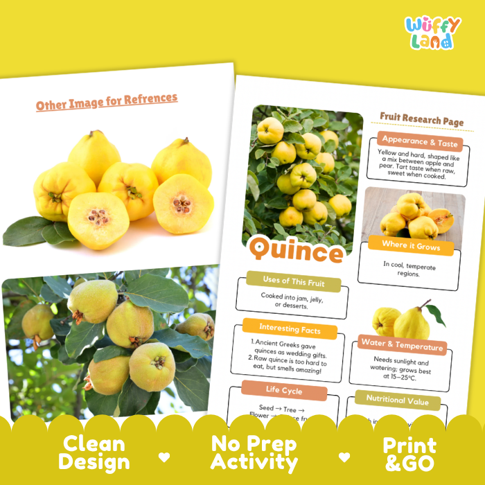 Two printed reference cards about quince fruit displayed on a yellow background. One card shows photos of yellow quince fruits, and the other is a fruit research page with text and images.