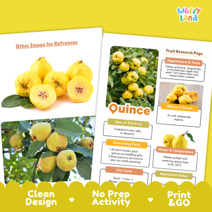 Two printed reference cards about quince fruit displayed on a yellow background. One card shows photos of yellow quince fruits, and the other is a fruit research page with text and images.