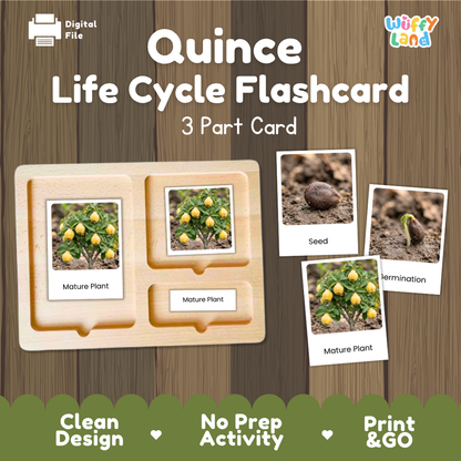 Quince Life Cycle Flashcard 3 Part Card Montessori Printable Activity