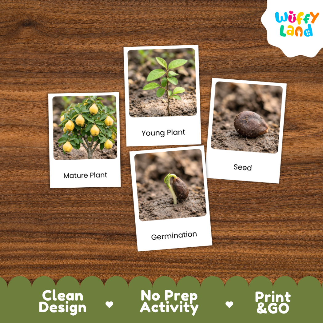 Quince Life Cycle Flashcard 3 Part Card Montessori Printable Activity