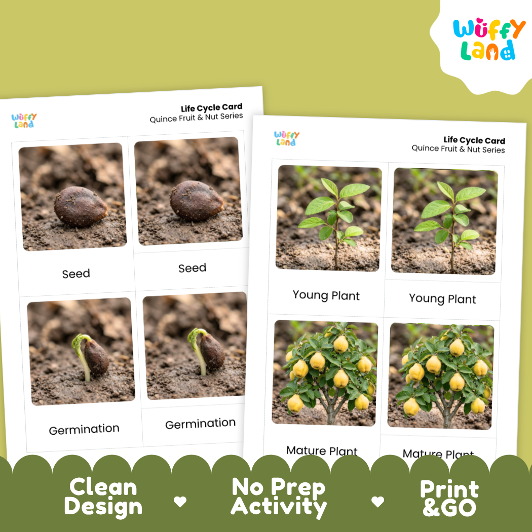 Quince Life Cycle Flashcard 3 Part Card Montessori Printable Activity