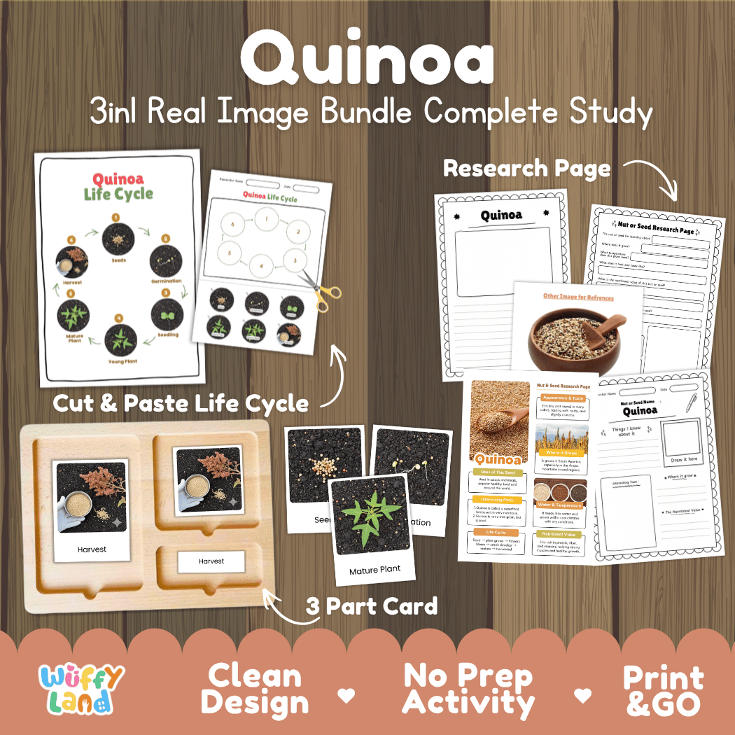 Complete Quinoa 3-in-1 real image study bundle featuring cut and paste worksheets, Montessori 3-part cards, and research pages 🌾🌱