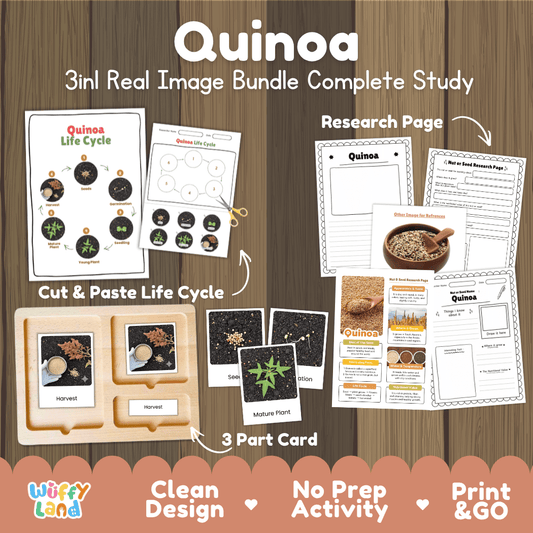 Complete Quinoa 3-in-1 real image study bundle featuring cut and paste worksheets, Montessori 3-part cards, and research pages 🌾🌱