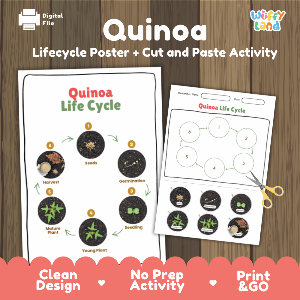 Quinoa Lifecycle Poster and Cut and Paste Activity Worksheets | Plant Science Printables