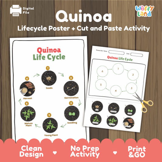 Printable quinoa life cycle cut and paste sequencing worksheet with real photography of seeds, germination, seedling, and harvest ✂️🔄