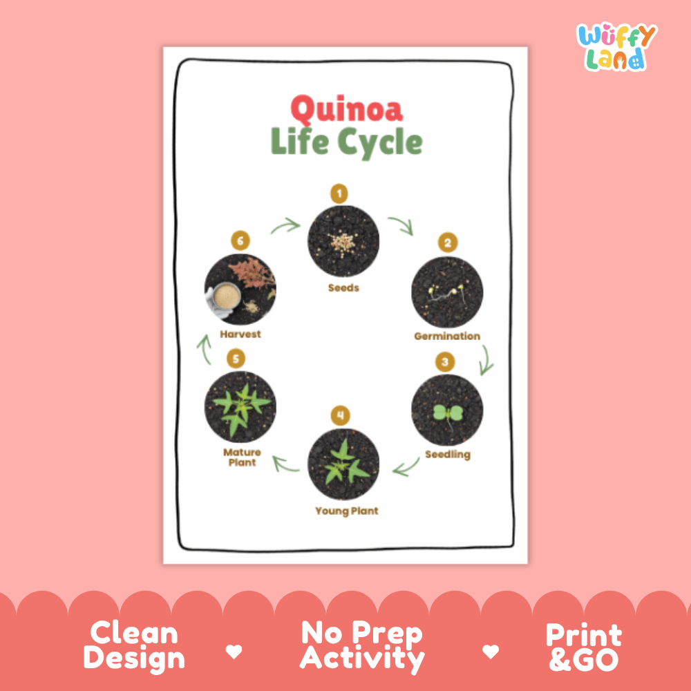Quinoa Lifecycle Poster and Cut and Paste Activity Worksheets | Plant Science Printables