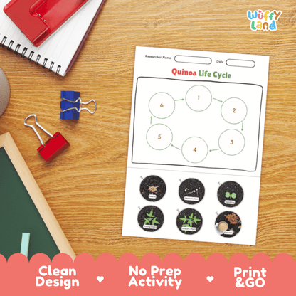 Quinoa Lifecycle Poster and Cut and Paste Activity Worksheets | Plant Science Printables