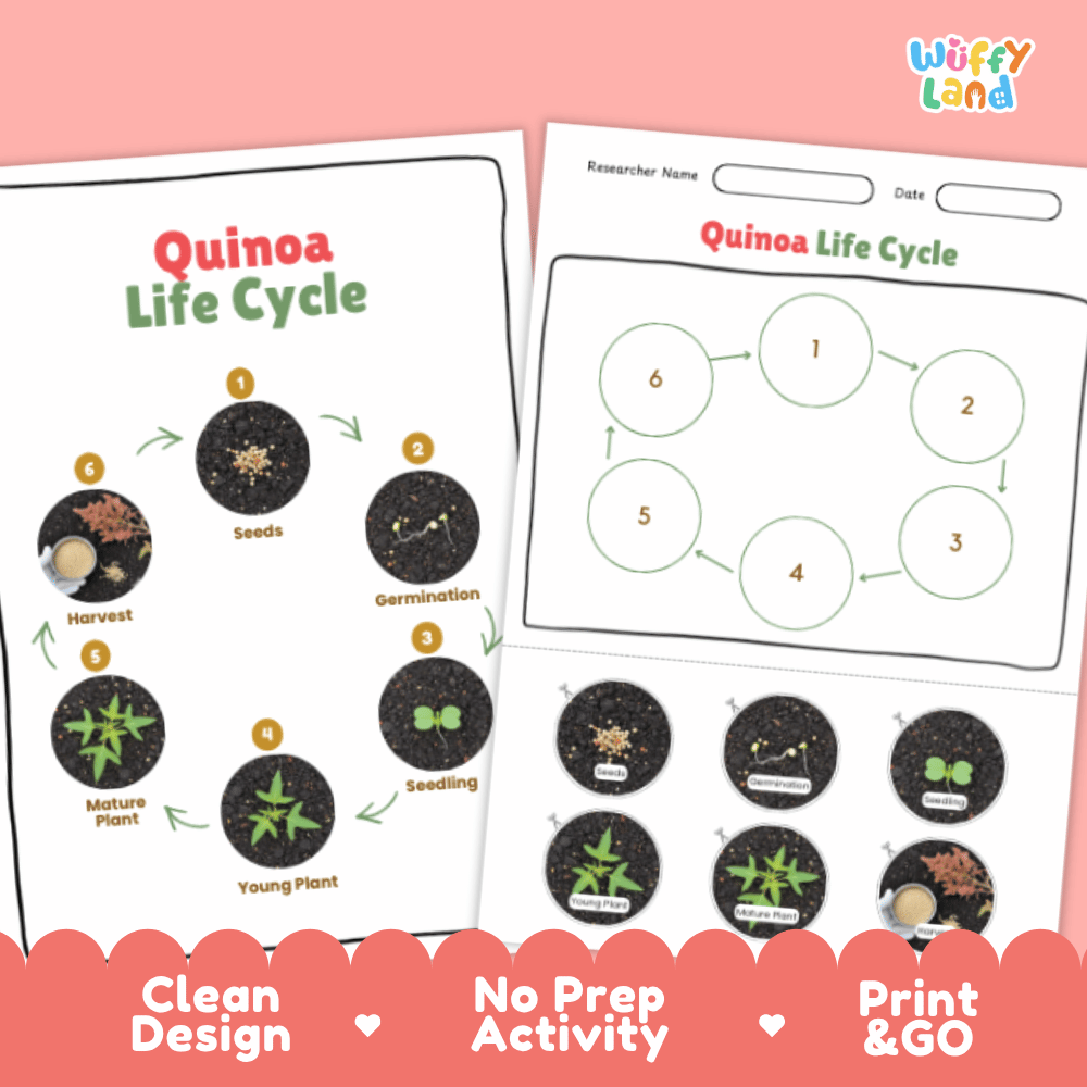 Quinoa Lifecycle Poster and Cut and Paste Activity Worksheets | Plant Science Printables