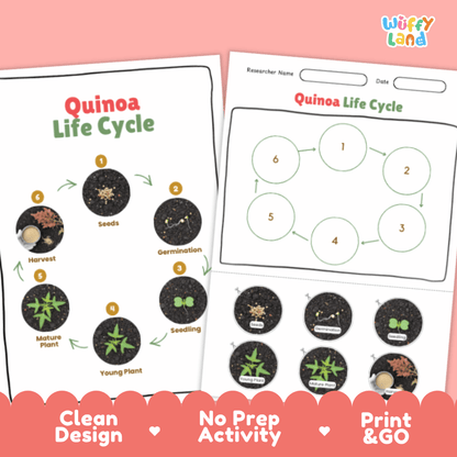 Quinoa Lifecycle Poster and Cut and Paste Activity Worksheets | Plant Science Printables