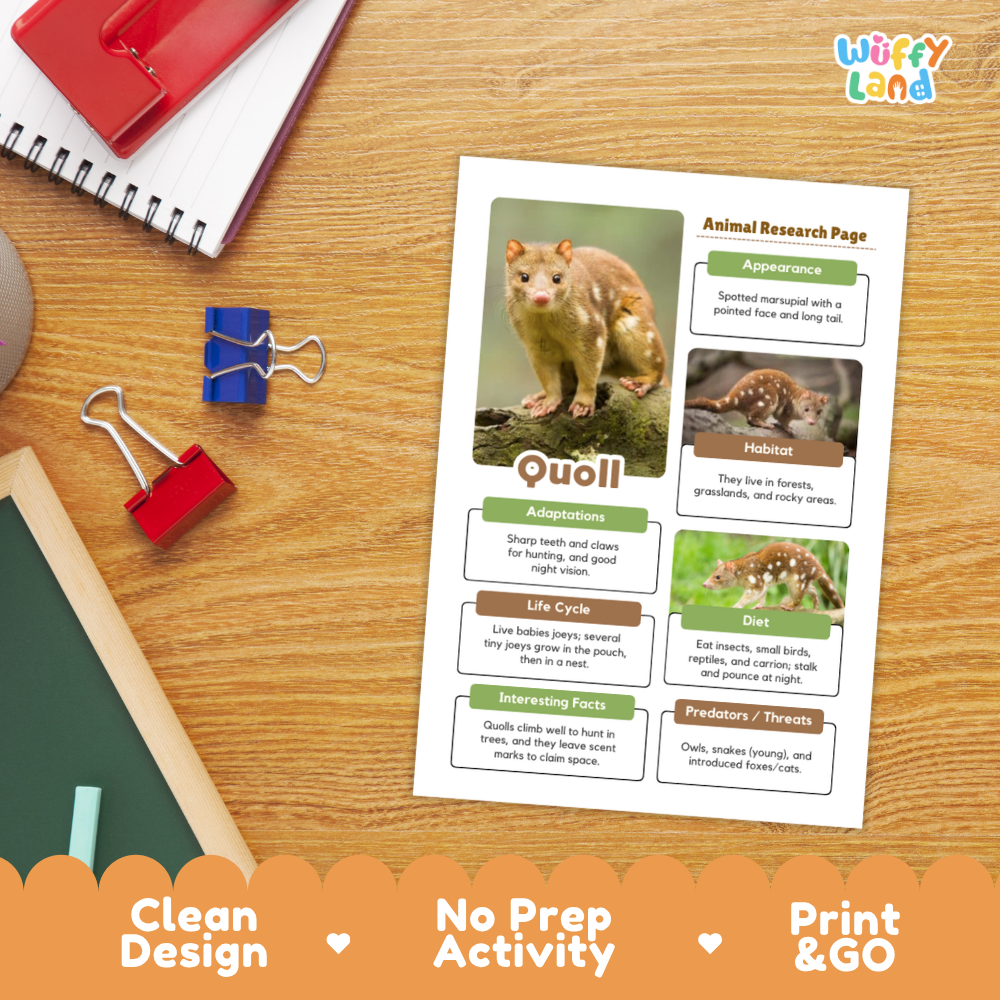 Quoll Animal Research Page Worksheets
