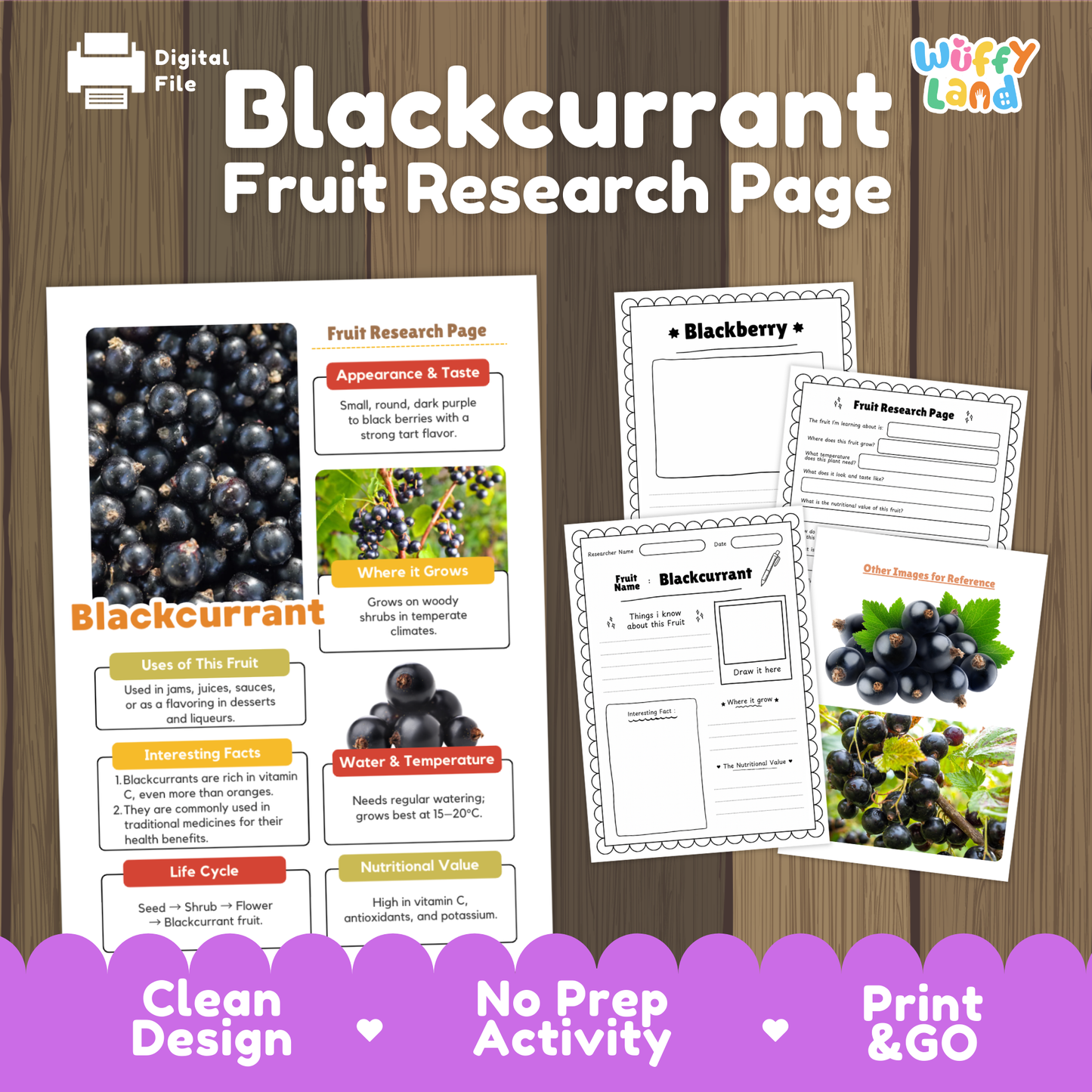 Blackcurrant Science Activity | Fruit Research Project | Biology | Nature Study