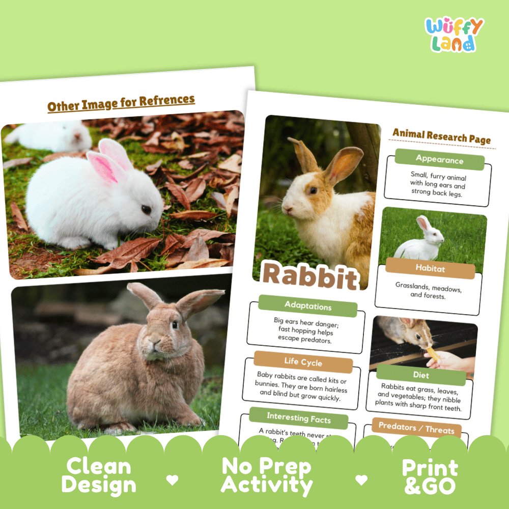 Two printed activity sheet pages for a rabbit research activity, shown on a light green background with the brand name 'Wiffy Land' in the top right. The pages feature photos of rabbits, text boxes about rabbit characteristics, and printed design elements like 'Other Image for References,' 'Animal Research Page,' 'Rabbit,' 'Clean Design,' 'No Prep Activity,' and 'Print & GO.