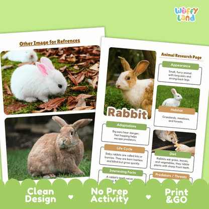 Two printed activity sheet pages for a rabbit research activity, shown on a light green background with the brand name 'Wiffy Land' in the top right. The pages feature photos of rabbits, text boxes about rabbit characteristics, and printed design elements like 'Other Image for References,' 'Animal Research Page,' 'Rabbit,' 'Clean Design,' 'No Prep Activity,' and 'Print & GO.