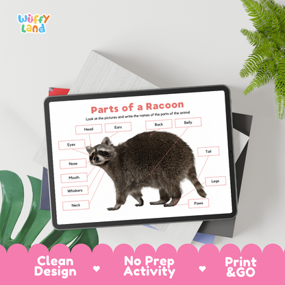 Printable raccoon anatomy cut and paste worksheet for learning body parts including head, ears, eyes, nose, whiskers, legs, paws and tail