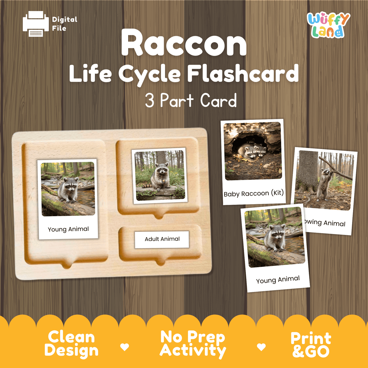 Montessori 3-part photo cards for raccoon life cycle shown on wooden tray paired with animal research report worksheets and reference photo page
