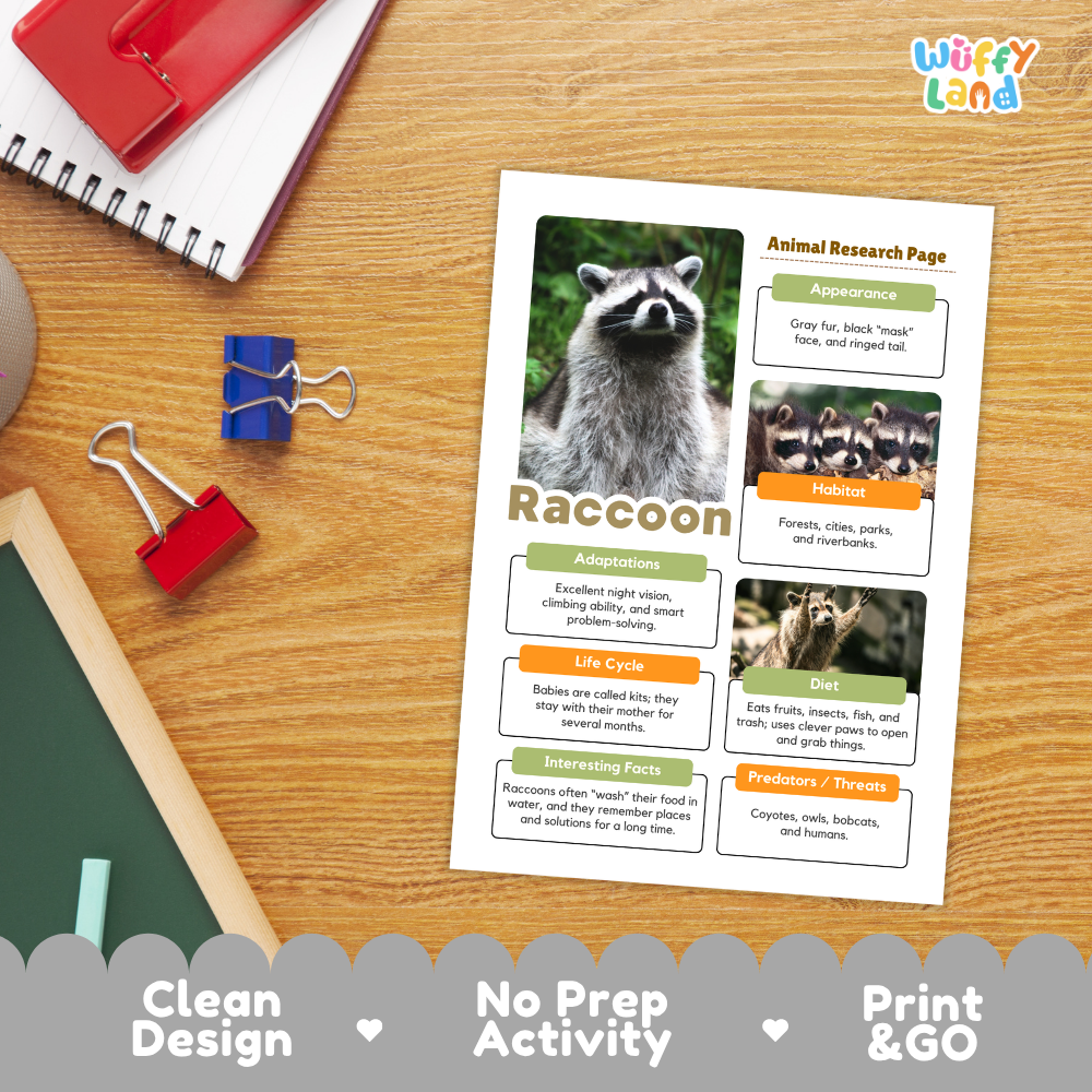 An educational animal research page about a raccoon printed on a white sheet, placed on a wooden desk with school supplies. The page includes a raccoon photo, labeled sections for appearance, habitat, adaptations, life cycle, diet, and interesting facts.