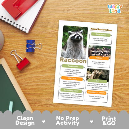 An educational animal research page about a raccoon printed on a white sheet, placed on a wooden desk with school supplies. The page includes a raccoon photo, labeled sections for appearance, habitat, adaptations, life cycle, diet, and interesting facts.
