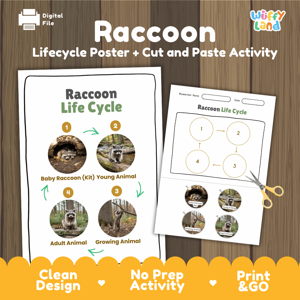 Raccoon Life Cycle Poster and Cut and Paste Activity Worksheets