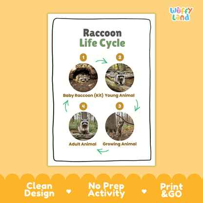 Raccoon Life Cycle Poster and Cut and Paste Activity Worksheets