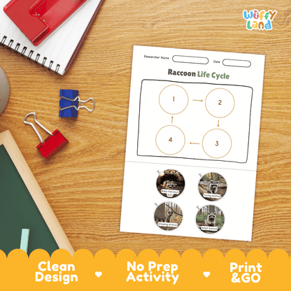 Raccoon Life Cycle Poster and Cut and Paste Activity Worksheets