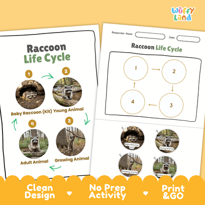 Raccoon Life Cycle Poster and Cut and Paste Activity Worksheets