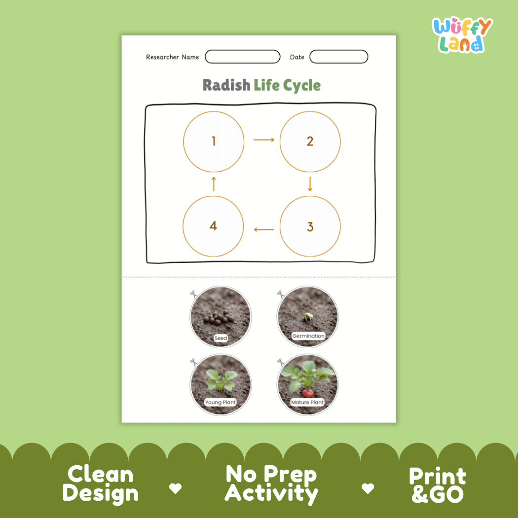 Educational reference poster showing four realistic photo stages of a radish life cycle including seed, germination, young plant, and mature plant