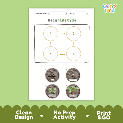 Educational reference poster showing four realistic photo stages of a radish life cycle including seed, germination, young plant, and mature plant