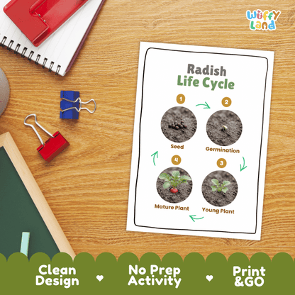 Hands-on cut and paste science worksheet for students to cut real photo tokens and sequence radish growth stages onto numbered circles