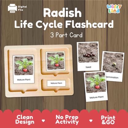 Digital product preview of a 'Radish Life Cycle Flashcard' set by Wiffy Land, showing a wooden 3-part card tray with photos of radish stages and three sample flashcards on a wood-grain background.