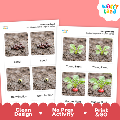 Two printed life cycle cards for radish vegetable and spice series shown on a coral pink background. The cards show labeled photos of seed, germination, young plant, and mature plant stages.