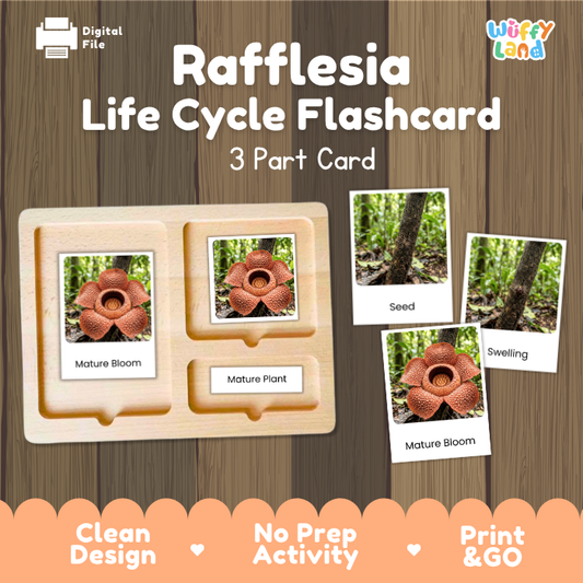 Montessori three part cards featuring real photographic images of Rafflesia growth stages and mature forest blooms displayed on a wooden tray