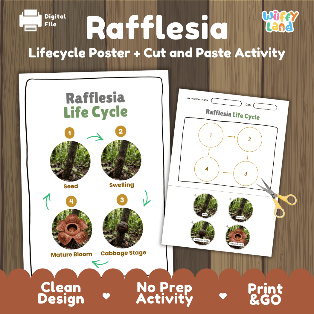 Rafflesia Life Cycle Poster and Cut and Paste Activity Worksheets