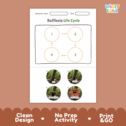 Rafflesia Life Cycle Poster and Cut and Paste Activity Worksheets