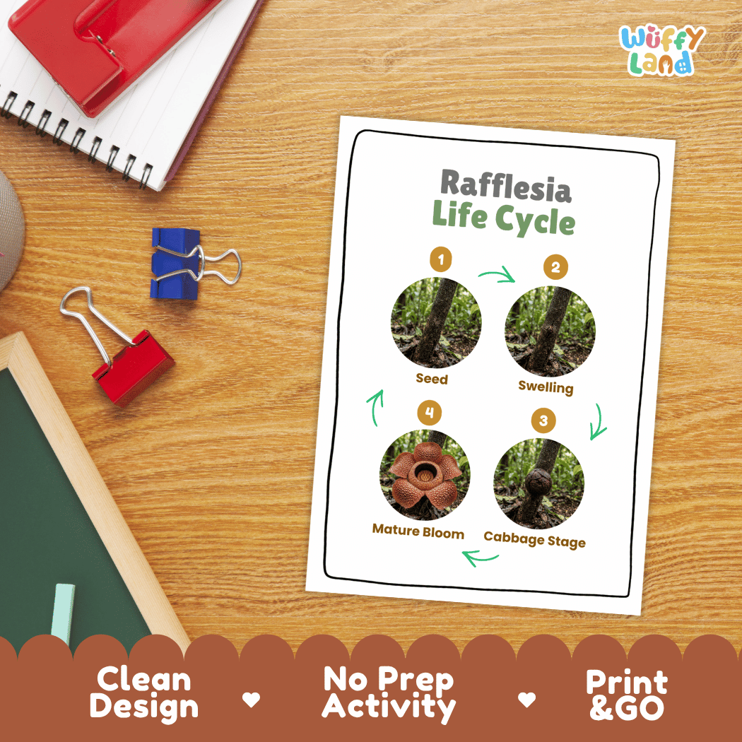 Rafflesia Life Cycle Poster and Cut and Paste Activity Worksheets