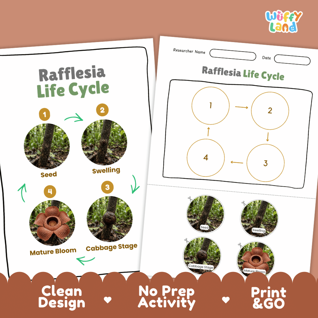 Rafflesia Life Cycle Poster and Cut and Paste Activity Worksheets