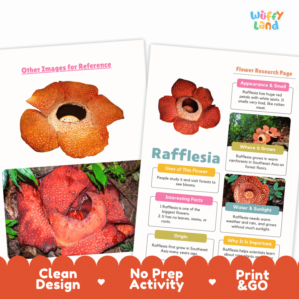Rafflesia Plant Research Page and Worksheets Print and Go Activity